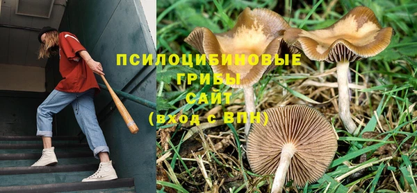 прущие грибы Бронницы